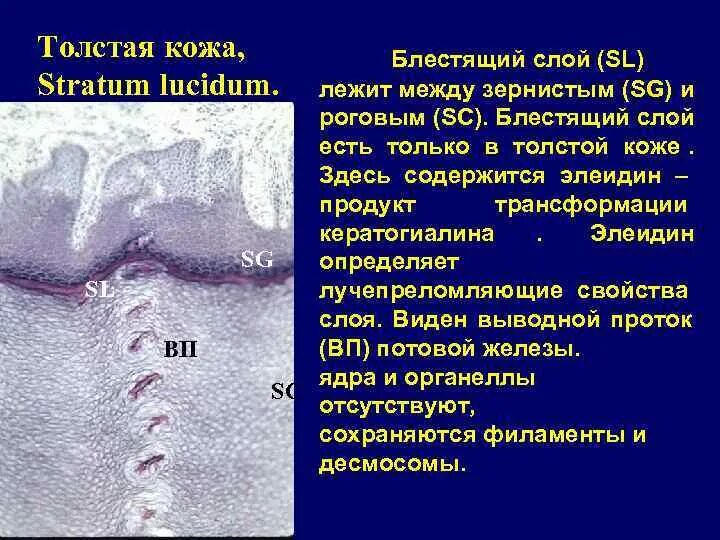 Неподвижный зернистый слой. Блестящий слой толстой кожи. функции блестящего слоя кожи. зернистый слой кожи.