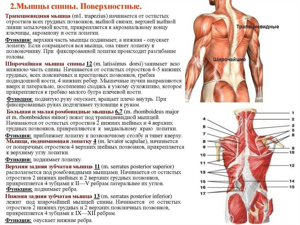 Какие мышцы обеспечивают вертикальное положение тела. Мышцы туловища сзади функции таблица. мышцы спины строение и функции анатомия. мышцы туловища сзади функции. глубокие мышцы спины функции таблица.