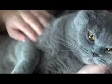 У кошки 4 ноги