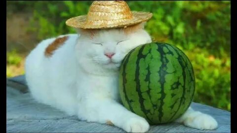 Арбуз на коте