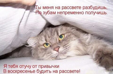 Каждый день с утра пораньше