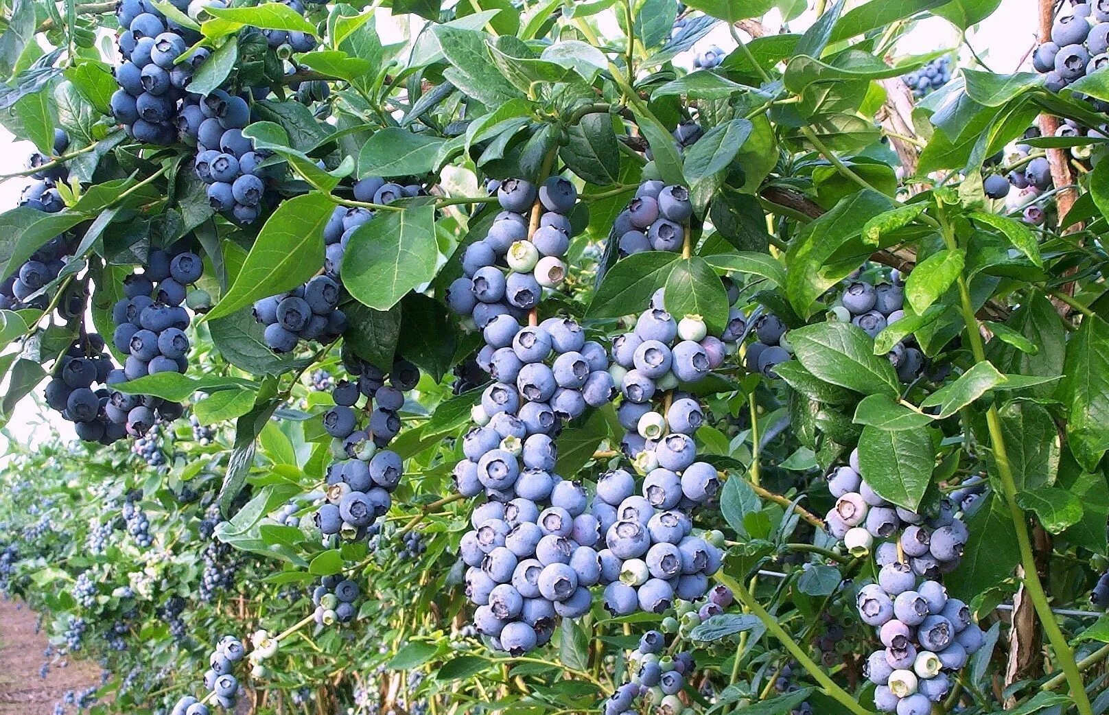 Голубика как растет в саду. Голубика садовая bluecrop. голубика сорт блюкроп. голубика садовая сорт эрли блю. голубика бригитта блю.