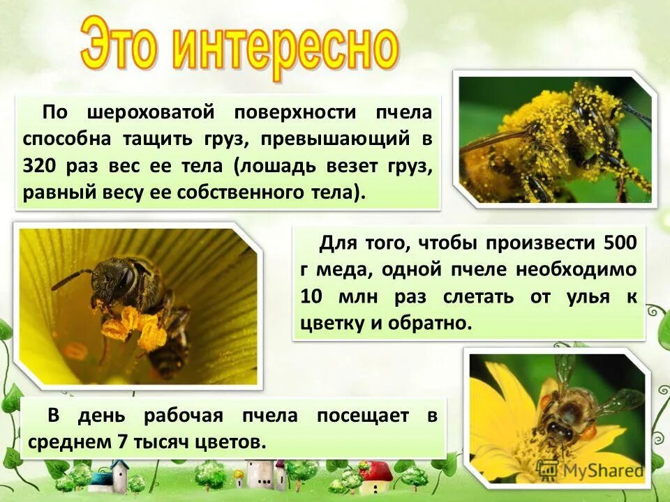 Пчелы 1 разбор. Сколько весит одна пчела. Пчела презентация 1 класс. Семейство пчелиные Apidae. Одна пчела немного меду натаскает значение.