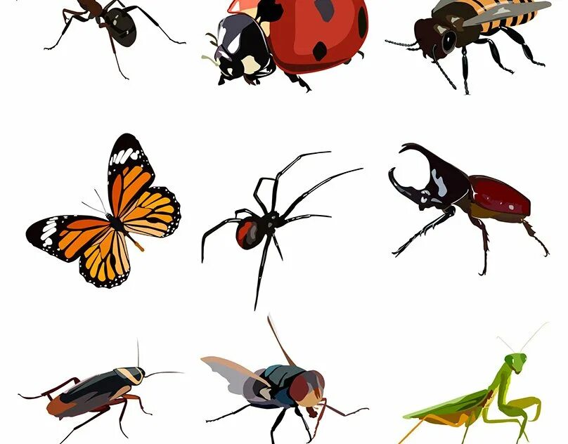 Насекомые для дошкольников. Векторные насекомые. Изображение насекомых для детей. Насекомые рисунок для детей. Картинки насекомых для детей цветные