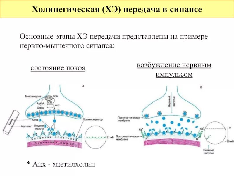 Процесс возбуждения процессом нервных импульсов