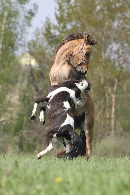 По дороге лошадка. Борозда у лошади. Какая лошадь в России прыгает выше всех. Старый конь борозды не испортит картинки прикольные.