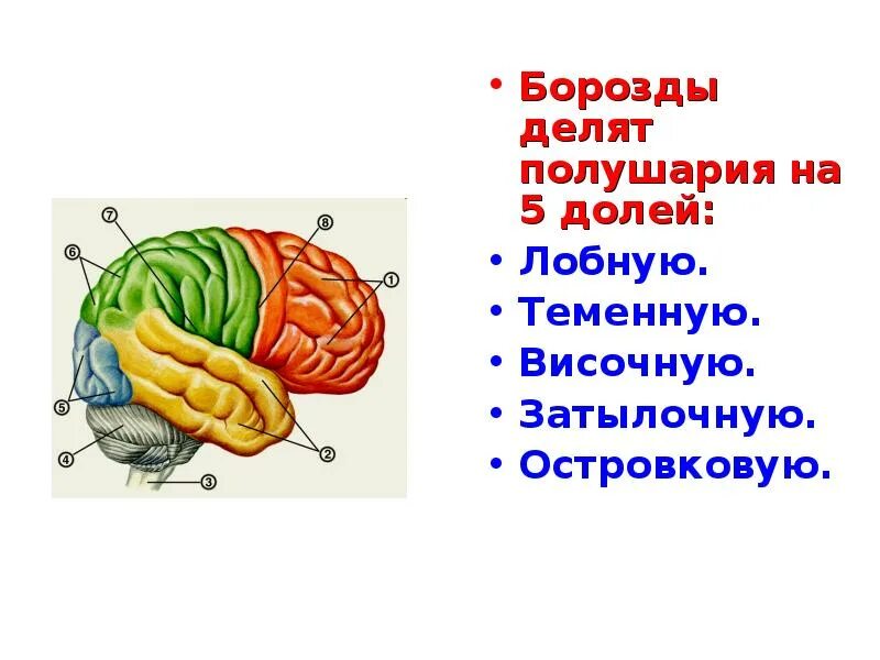 В каждом полушарии долей. Доли и борозды конечного мозга. Доли больших полушарий. Доли полушарий и борозды. Борозды отделяющие доли полушарий.