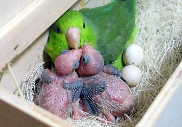 Можно давать яйца попугаям. Гнездо для попугаев неразлучников. Попугаи неразлучники птенцы яйца. Птенцы волнистых попугаев. Вылупившиеся птенцы попугая волнистого.