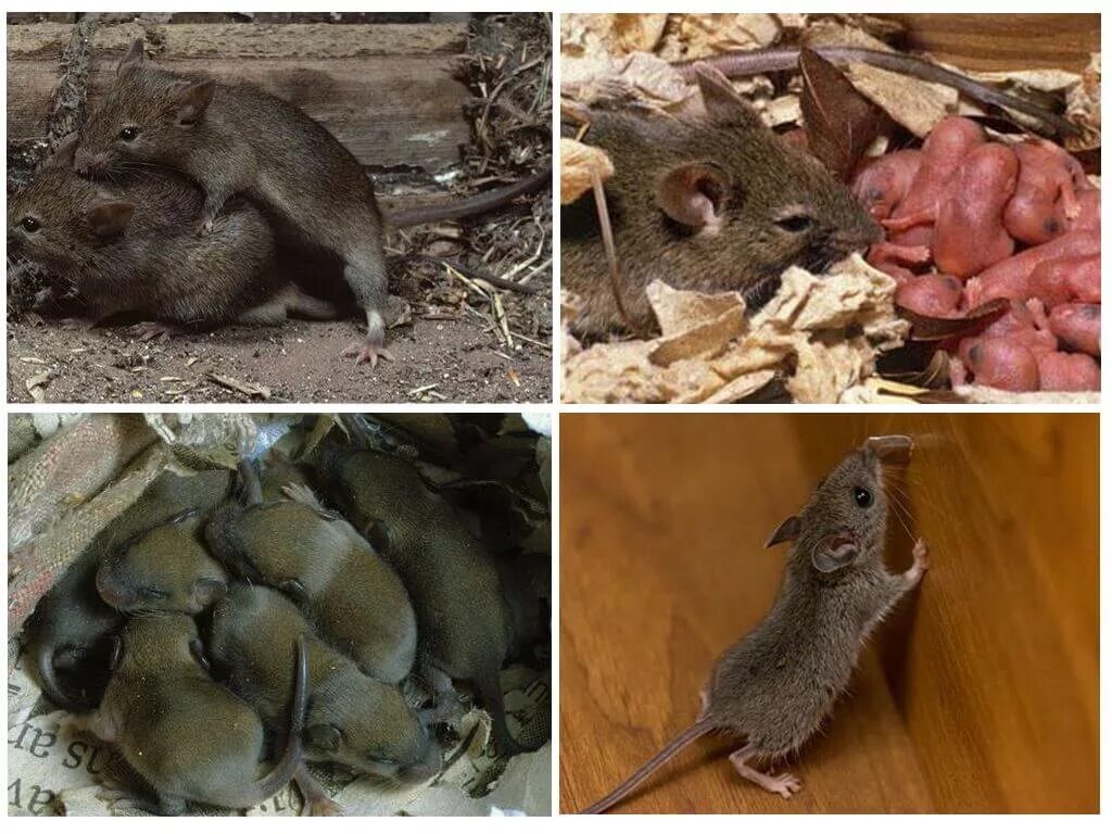 Мышь полевка выводок. Размножение грызунов. Домовая мышь. Домовая мышь детеныш.