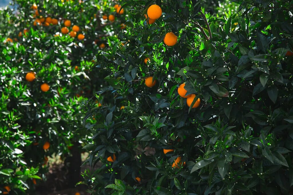 Мандарин дарахти. Где растут апельсины в какой стране. Апельсиновая роща ханья. Мандарин дарахти. Мандарин дарахти.