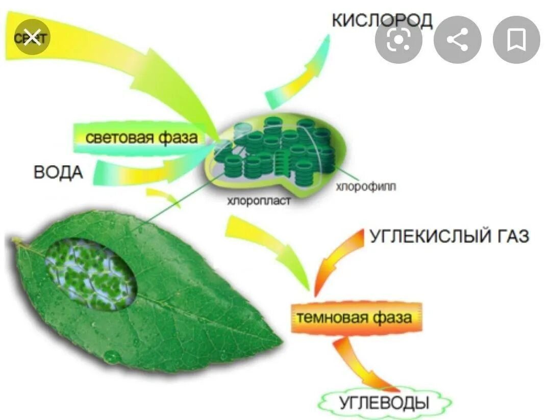 Схема фотосинтеза у растений. Схема фотосинтеза в хлоропласте. Схема процесса фотосинтеза. Как происходит фотосинтез схема. Хлорофиллы поглощают свет