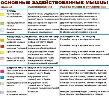 Основные группы мышц для тренировок