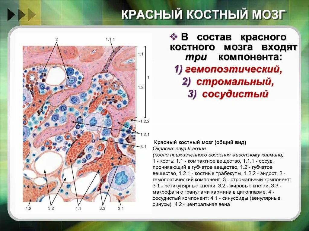 Состав костного мозга