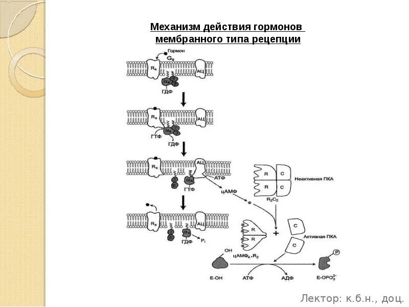 Типы механизма действия гормонов. Мембранный тип рецепции гормонов. механизм действия гормонов мембранной рецепции. механизм мембранной рецепции гормонов. мембранно локальный механизм действия гормонов.