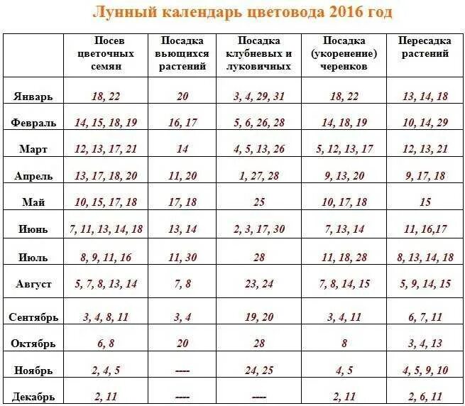 Календарь пересадки комнатных цветов на февраль