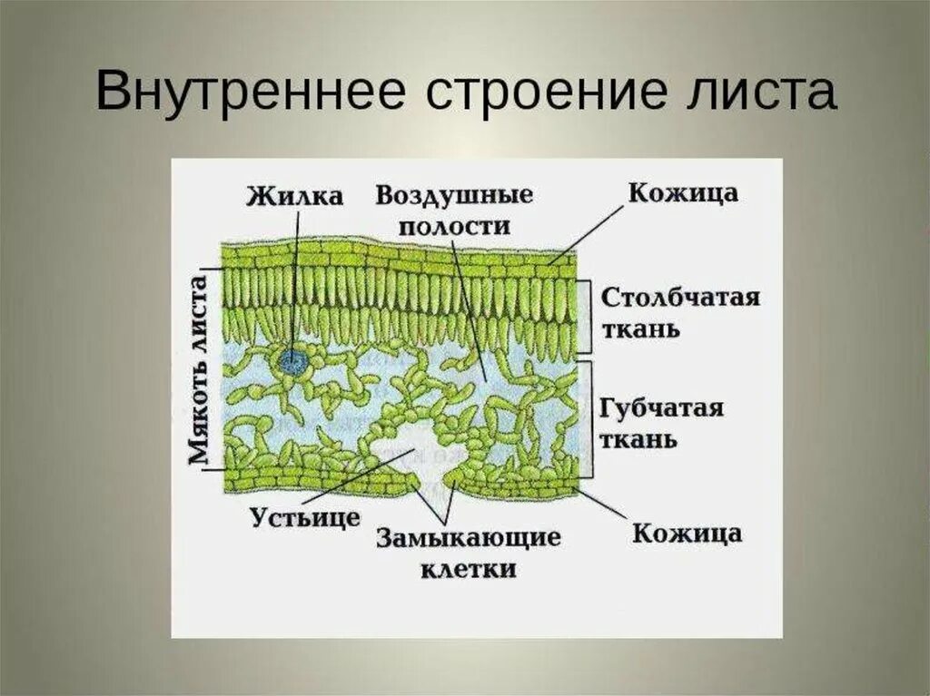 Внутреннее строение листа растений