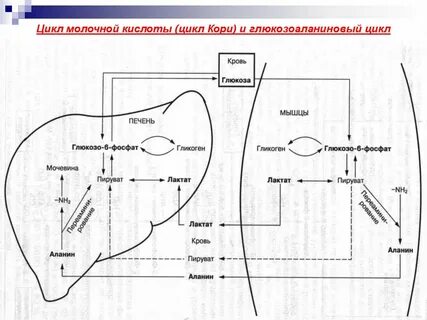 Цикл кори