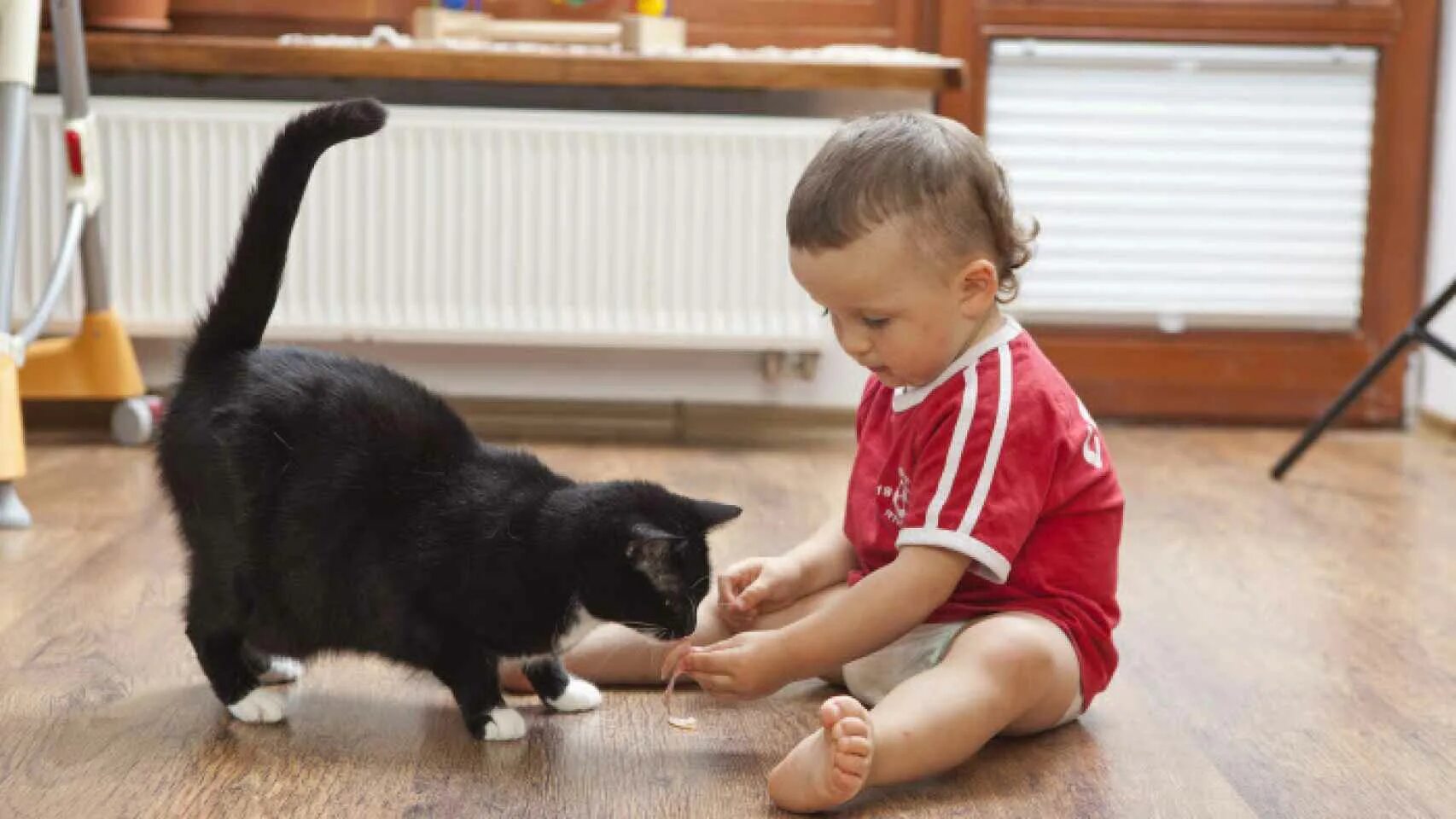 Давать котенка девочку. Ребенок кормит котенка. кошка сидит. девочка кормит кошку. ребенок играет с кошкой.