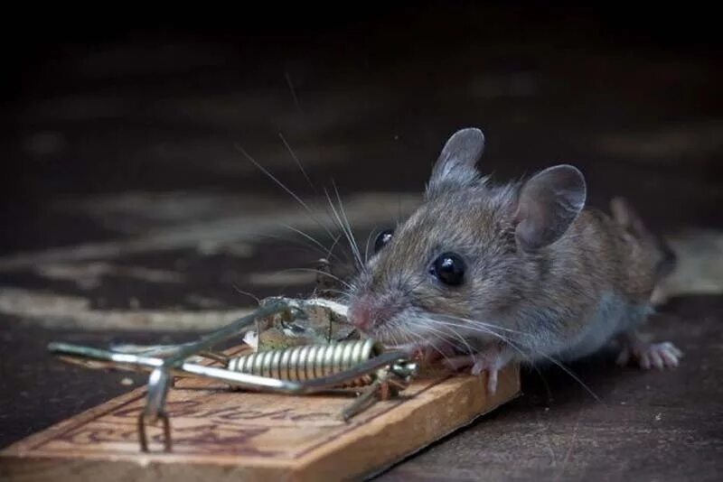 Видео про мышку