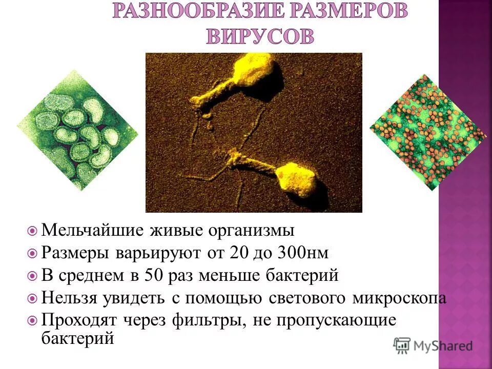 Многообразие вирусов 5 класс презентация. Разнообразие вирусов и бактерий. Мельчайшие живые организмы. Вирусы это живые организмы. Почему вирусы живые организмы.