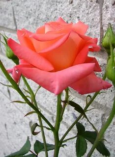 Rose but