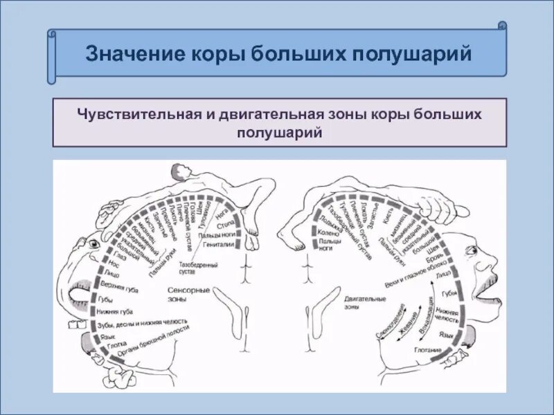 Двигательная моторная кора больших полушарий. Основные зоны коры больших полушарий. Двигательные центры коры больших полушарий. Двигательные центры коры больших полушарий. Двигательные центры коры больших полушарий.