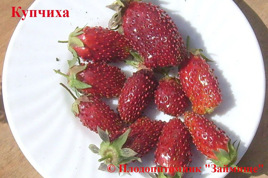 Сорт клубники бордового цвета. Земклуника купчиха. сорт клубники купчиха. земклуника бордовая. земклуника холковская.