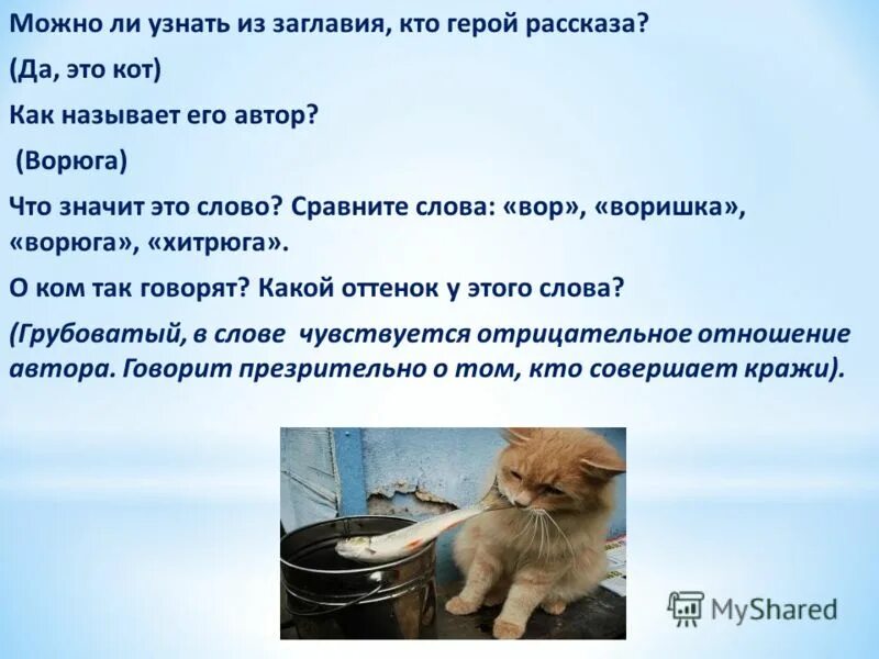 Рассказ про кошку. Рассуждение о животных. Сочинение на тему мой домашний питомец. Сочинение про кошку. Текст повествование про кота.
