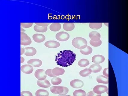 Базофилы что это такое