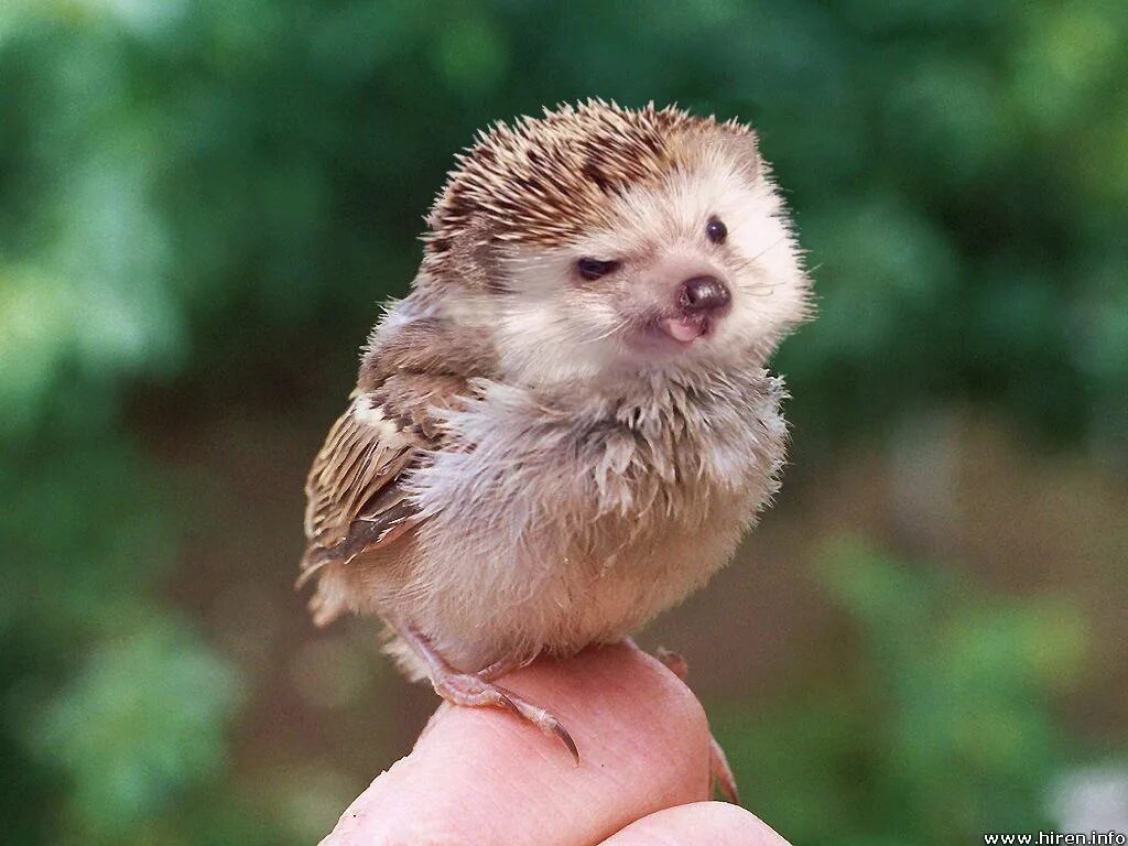 Птица еж