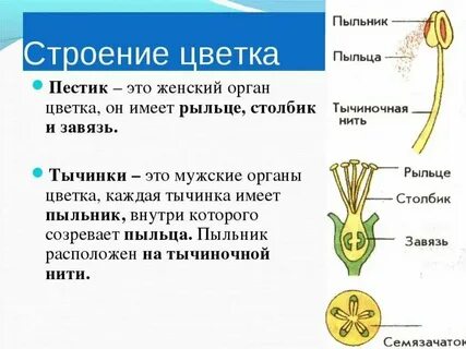 Пыльник рыльце
