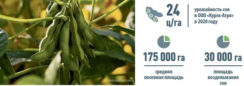 Описание сортов сои