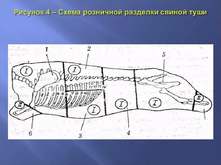 Свиная туша разруб. Обвалка свинниной туши схема. Схема обвалки свиной туши. Разделка туши свинины схема. Названия частей свиньи