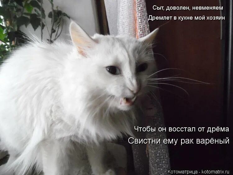 кот спит в миске с едой. сыт и доволен. кошка обжора. кот объевшийся сметаны. котик с едой.