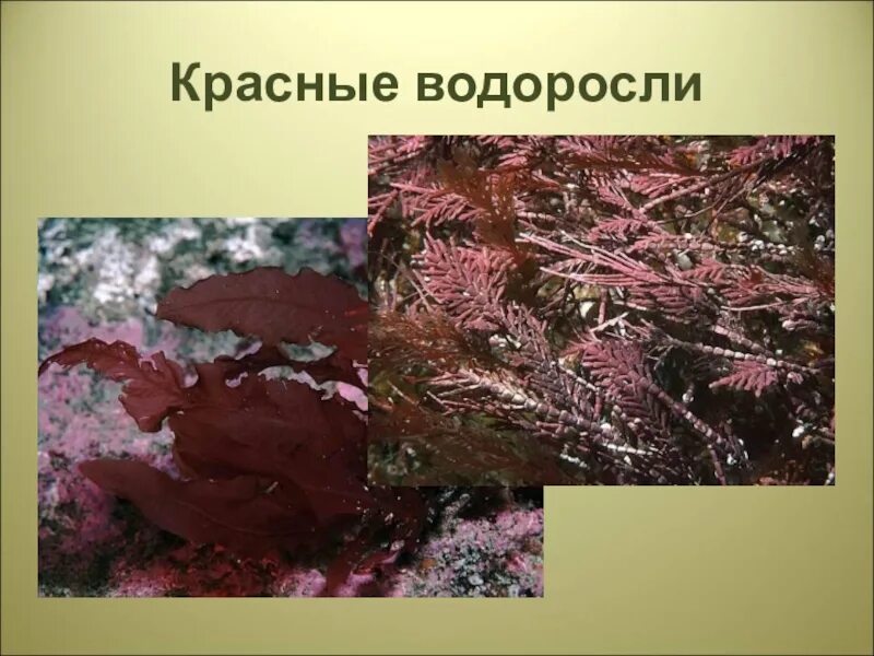 Красные водоросли 7 класс впр