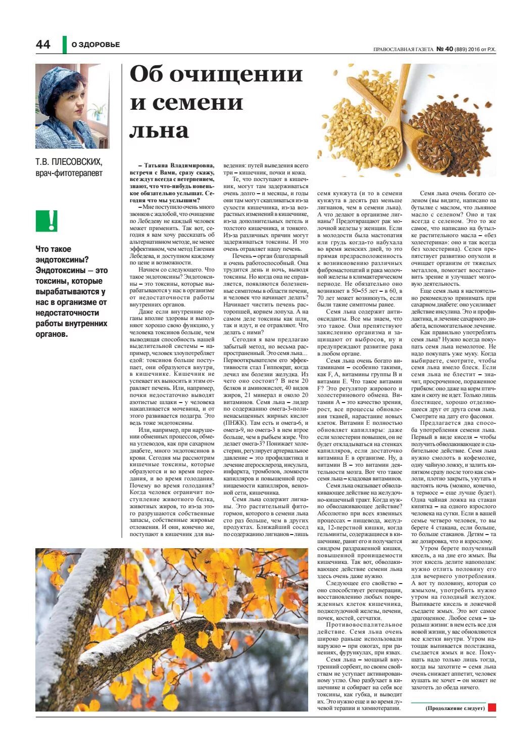 осина сибирская. осина плесовских. осина (populus tremula). осина плесовских. осина плесовских.