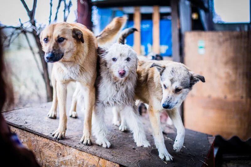 приют для животных лесосибирск. календарь от приюта для животных доброе сердце. приют животных благовещенск амурская. сердце ангела приют для животных. кельтские ангелы приют для собак.