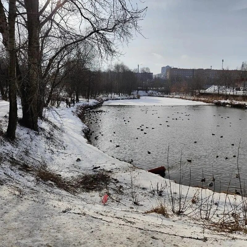 Пруд серая шейка рязань. Серые пруды. Черезовские пруды рязани. Пруд серая шейка. Пруды в рязани на новоселов.