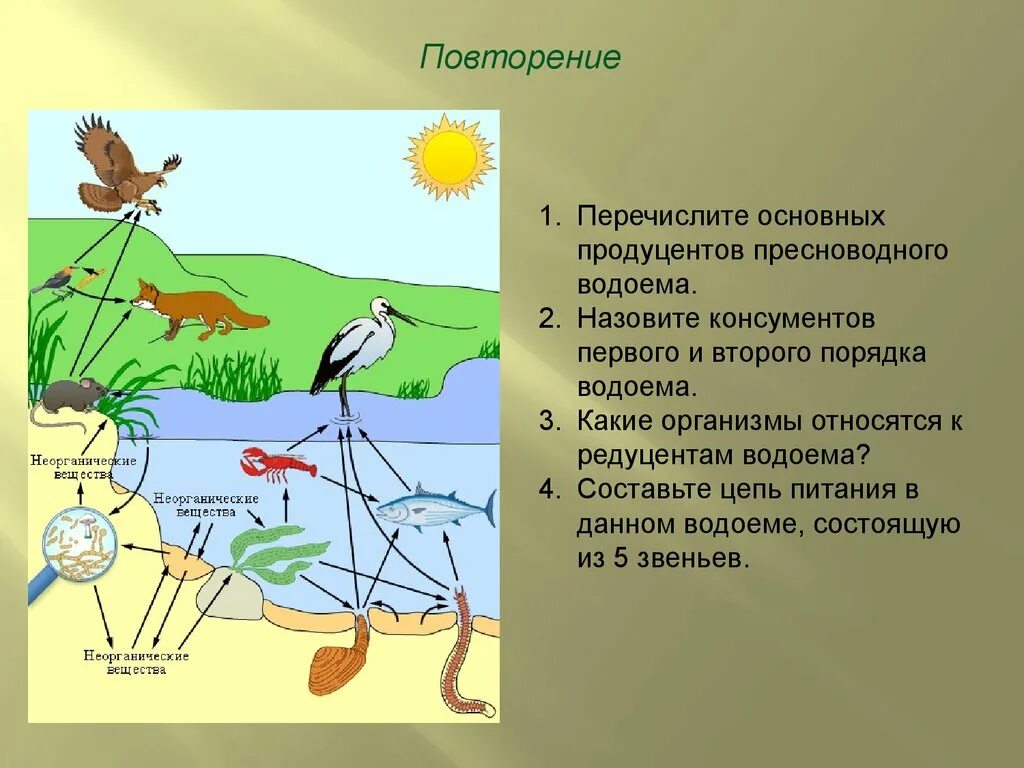 Начальным звеном пищевой цепи являются продуценты. Биогеоценоз. Трофические связи в экосистеме. Экосистема и биогеоценоз. Природное сообщество биогеоценоз.