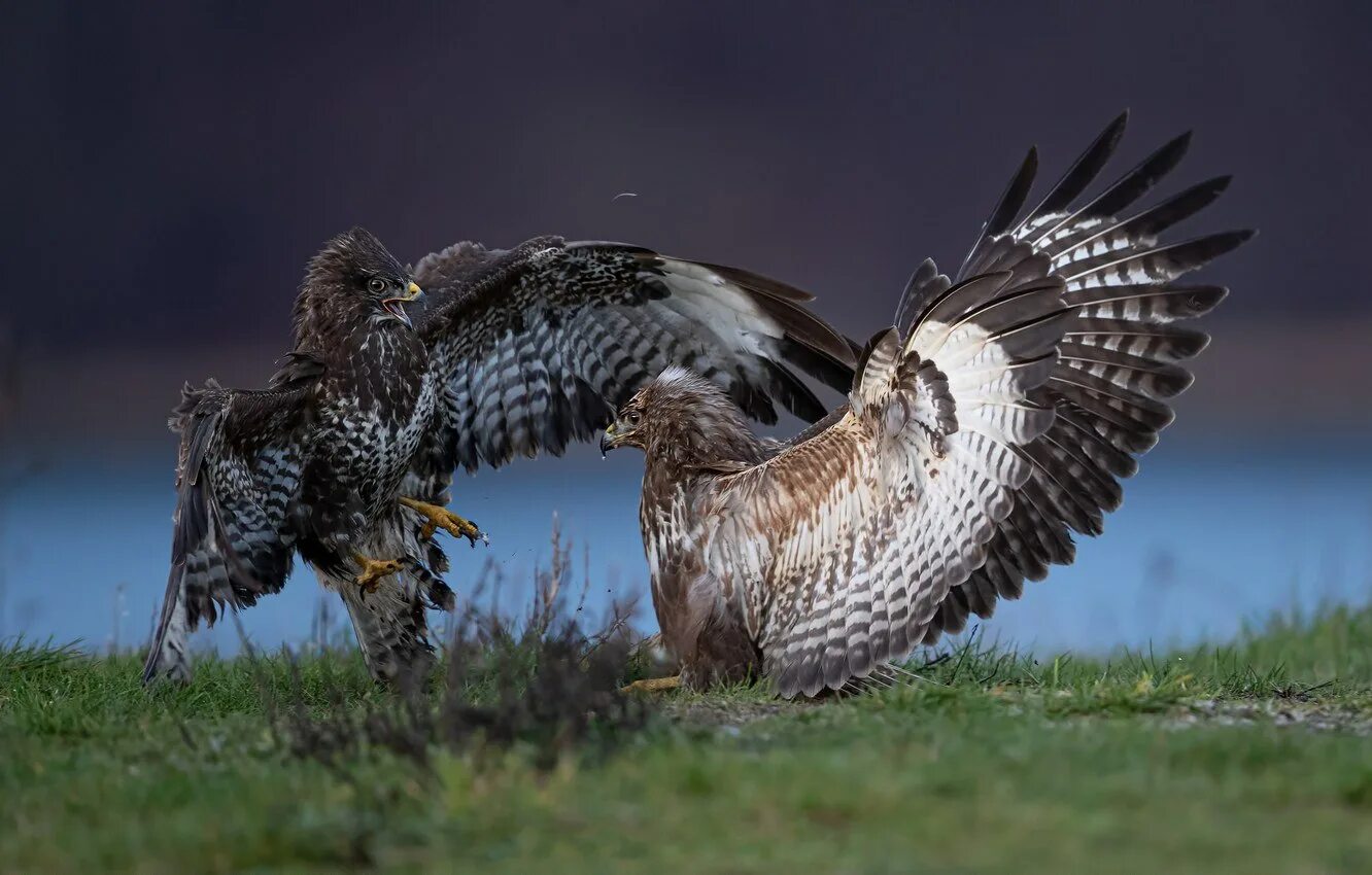 Текст песни взвейтесь соколы. Краснохвостый канюк. Орлы соколы ястребы коршуны. Золотистый беркут. Полет орла пикирует.