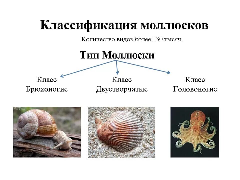 Тип моллюски брюхоногие двустворчатые головоногие. Брюхоногие моллюски классификация. классифицируйте моллюсков двустворчатые брюхоногие головоногие. тип моллюски класс брюхоногие классификация.