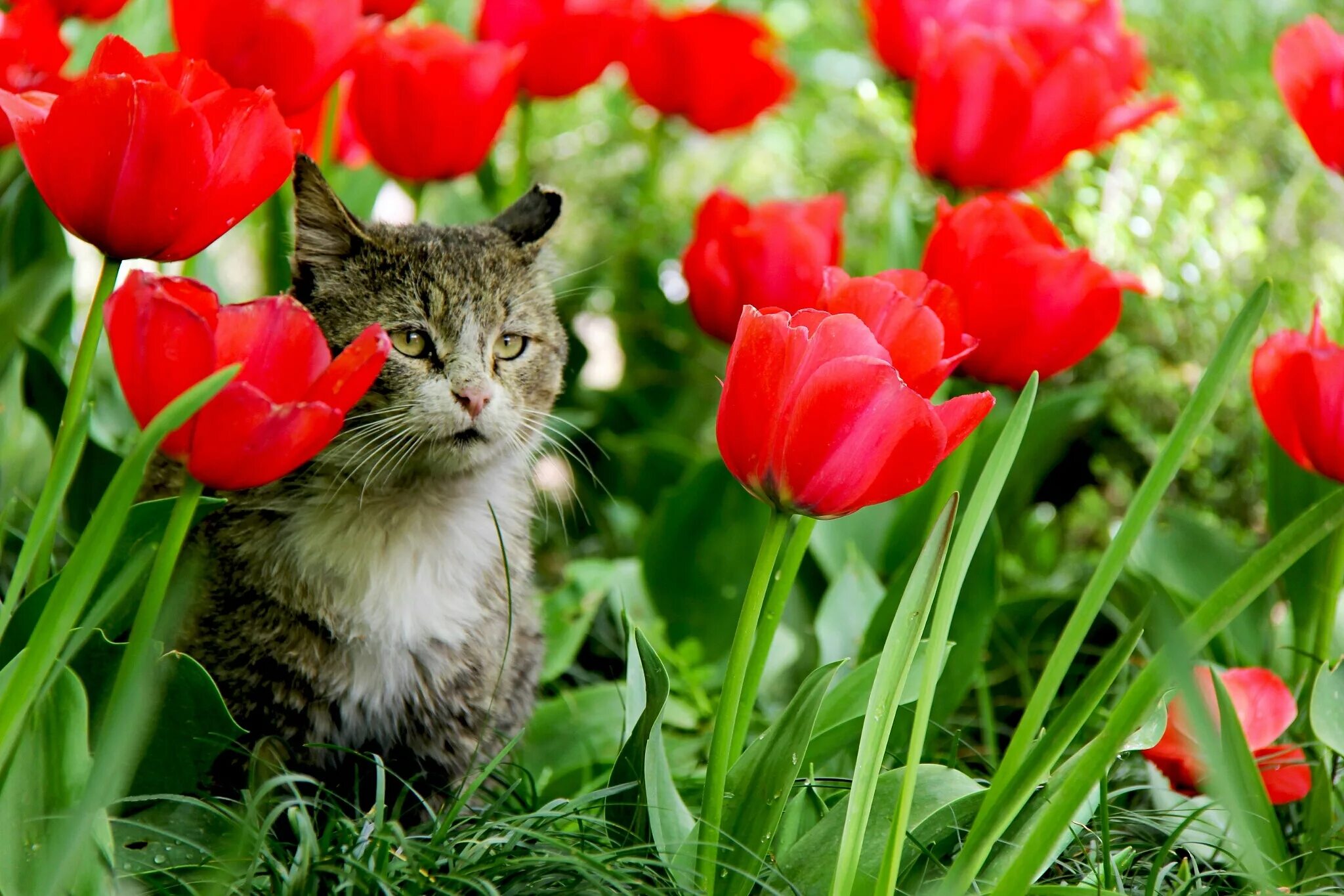 Котик с тюльпанами. Кошка с тюльпанами. Тюльпаны в природе.