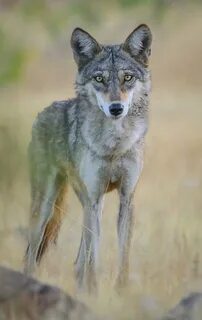 Photo of an Indian wolf (Canis lupus pallipes) .