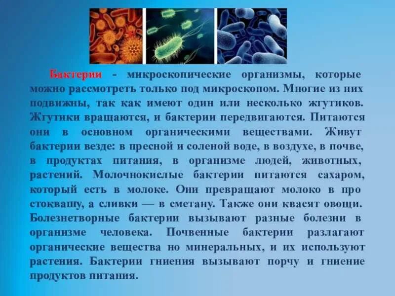 Бактерии доклад 3 класс. Доклад о бактериях. Информация о бактериях 3 класс. Сообщение на тему микроорганизмы.