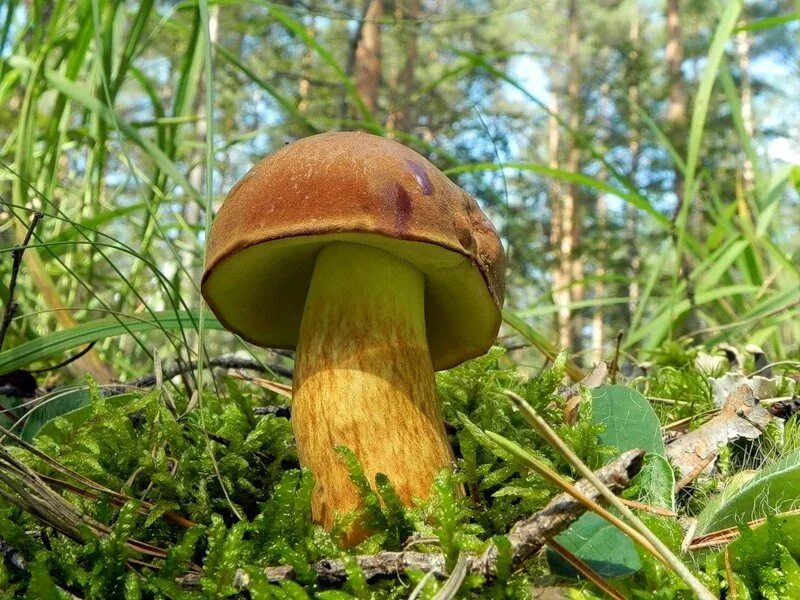Польский гриб красный. Моховик польский гриб. Моховик зеленый Xerocomus subtomentosus. Белый гриб моховик. Польский гриб (Xerocomus badius).
