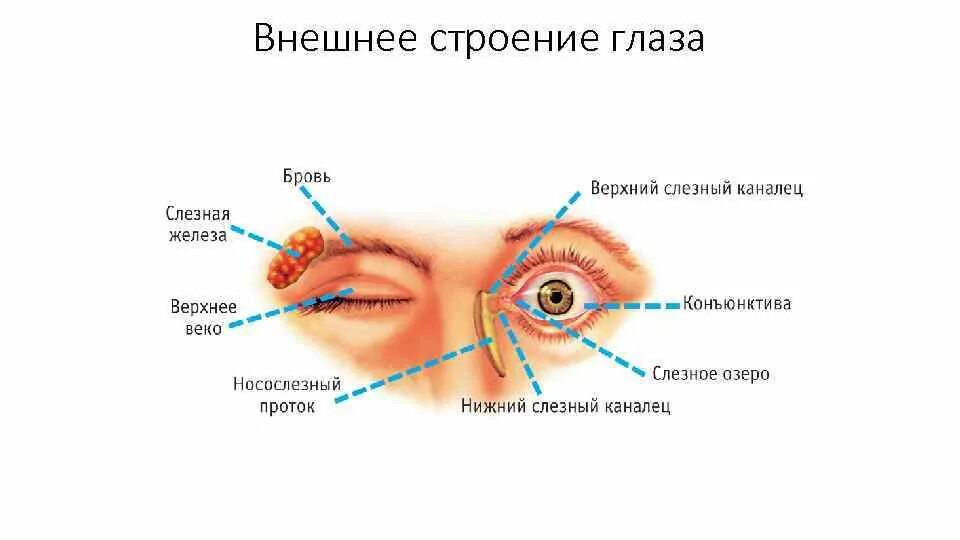 Причины почему дергается нижнее веко. Наружное строение глаза. Внешнее строение глаза. Строение глаза слезное озеро.