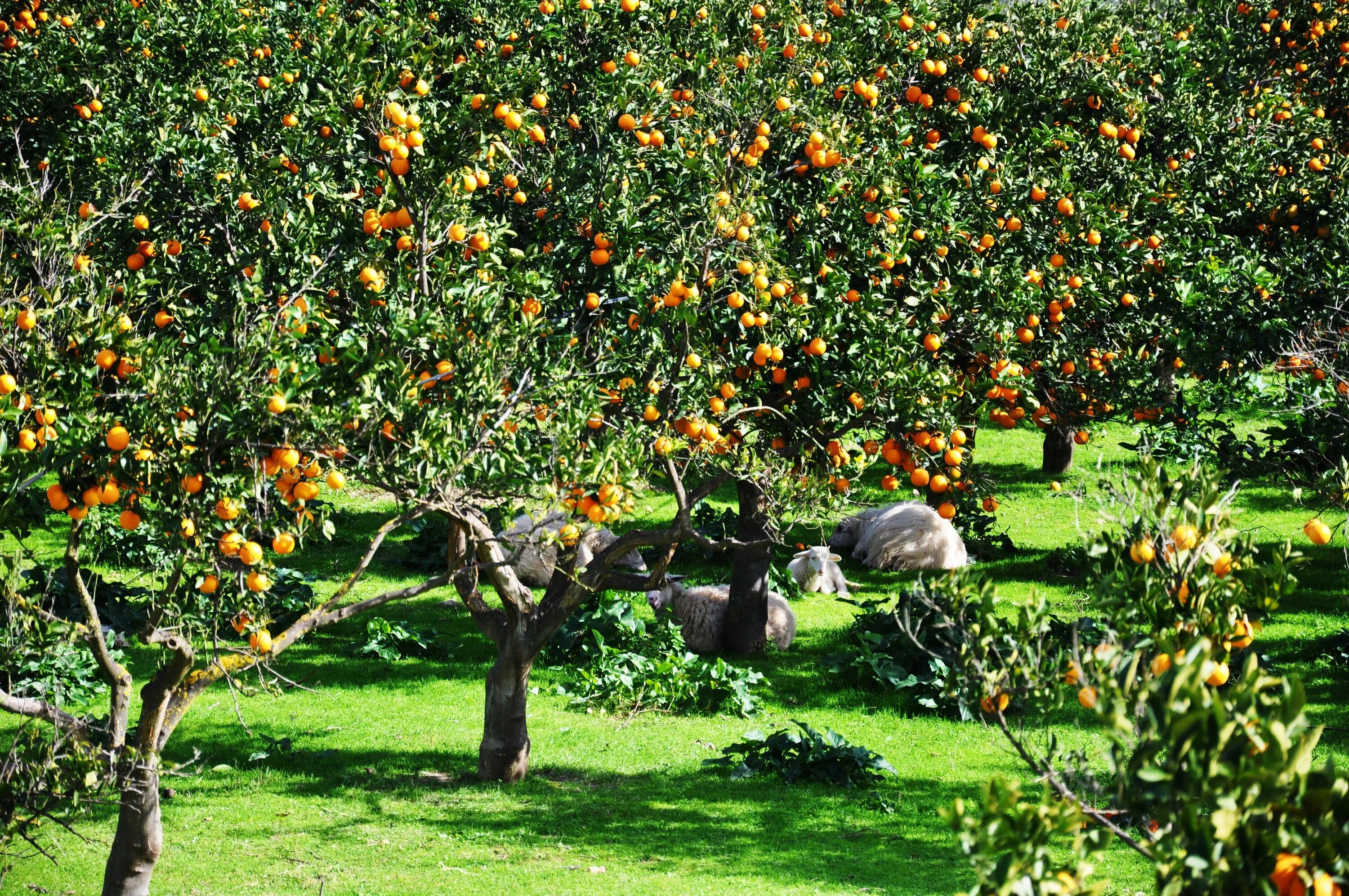 Площадь участка занятую фруктовыми деревьями. Робер Уден апельсиновое дерево. Абхазия апельсиновая роща. Яблочный плантации Турции. Листопадное плодовое дерево.