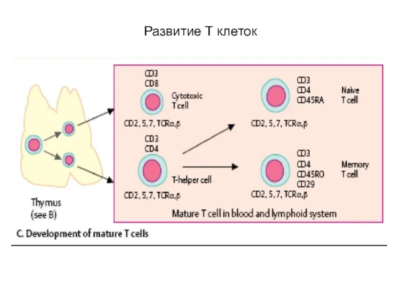 T development