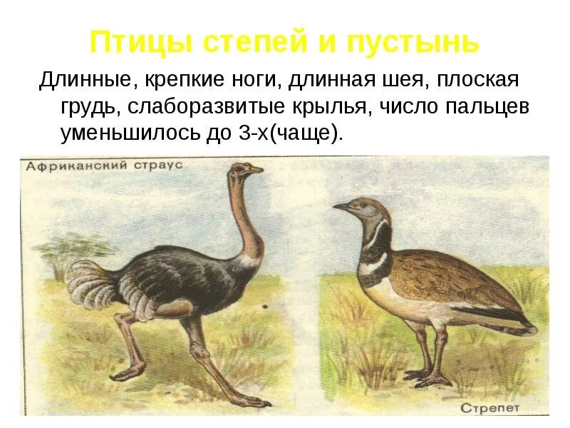 К степным птицам относятся ответ 4
