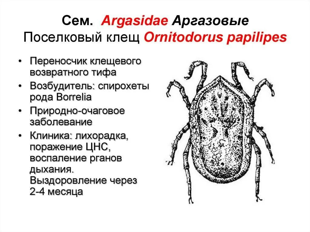 Аргасовые клещи морфология. Поселковый клещ Ornithodorus papillipes жизненный цикл. Семейство аргасовые клещи строение. Аргасовый клещ систематика.